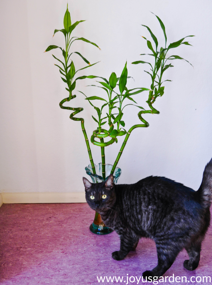 24 điều nên biết khi trồng cây Trúc Phát Tài (Lucky Bamboo, Dracaena sanderiana)