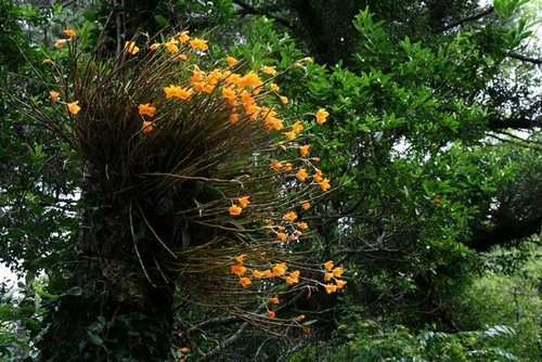 Hoàng thảo kim thoa: Dendrobium clavatum