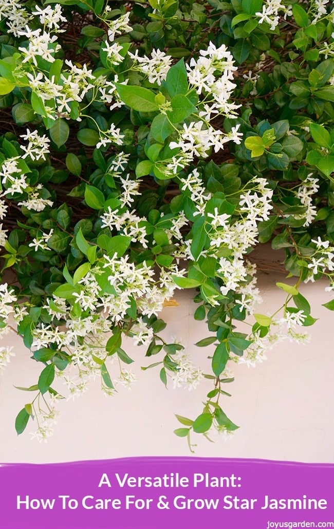 Mẹo chăm sóc và trồng Hoa Nhài Sao (Tracelospermum jasminoides)
