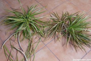 Cách tỉa cây Huyết Giác (Dracaena marginata)