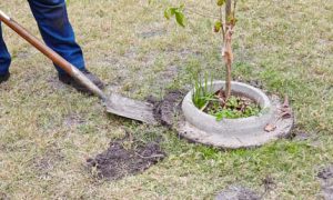 Cách lắp đặt viền bảo vệ cây