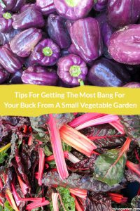 Chia sẻ cách tận dụng tối đa một khu vườn nhỏ