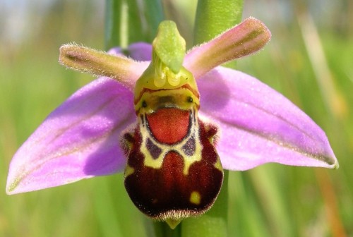 Mô tả và cách trồng Hoa Lan con ong, lan ruồi – lan Ophrys