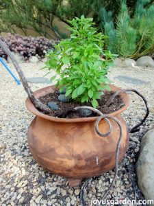 Chậu Húng Quế Fino Verde lùn tuyệt vời!!!!