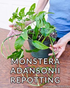 Thay chậu Trầu Bà Lỗ (Monstera adansonii): Hỗn hợp đất để sử dụng và các bước thực hiện