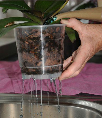 9 nguyên tắc tưới nước thích hợp cho lan
