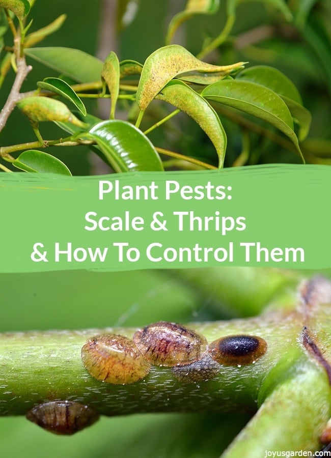 Sâu hại cây trồng: quy mô, bọ trĩ và cách kiểm soát chúng