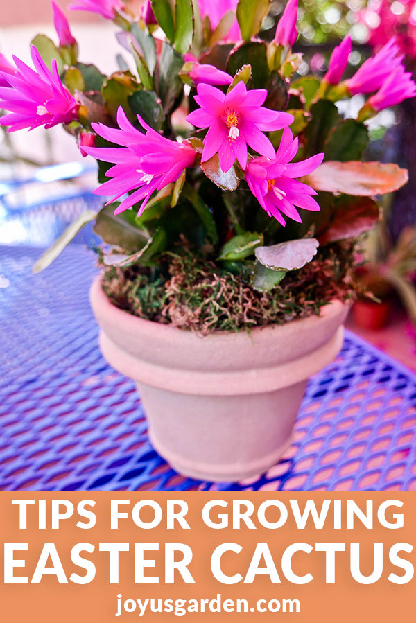 Những điều bạn cần biết về cách trồng cây Xương Rồng Phục Sinh (Easter Cactus)
