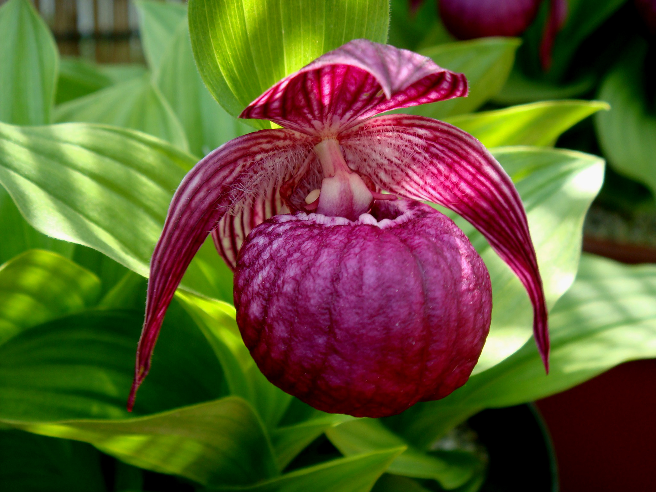 Lan Hài (Slipper Orchids) – Giống Cypripedium (Phần 20)