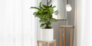 Cách trồng và chăm sóc cây Bàng Sing (Ficus lyrata)