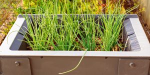 Cách trồng Hành Tăm (Chives, Allium schoenoprasum)