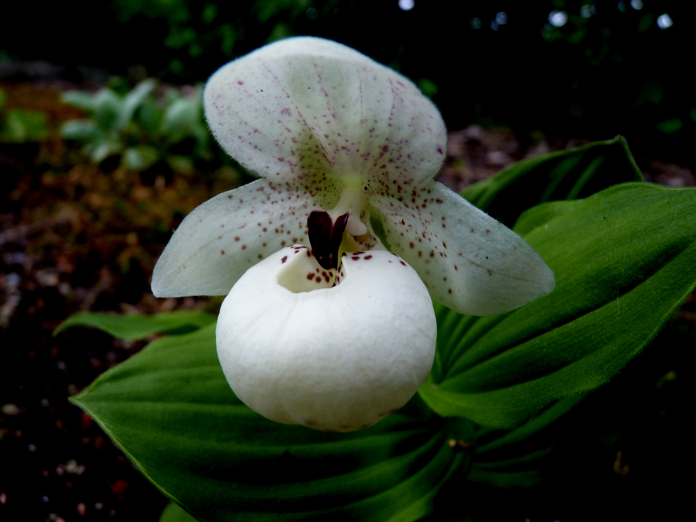 Lan Hài (Slipper Orchids) – Những điều kiện về môi trường (Chất nền)
