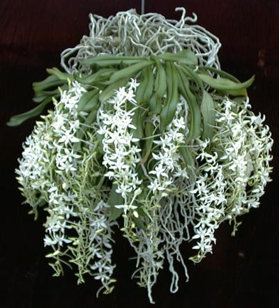 Mô tả và cách trồng Hoa Lan Mystacidium
