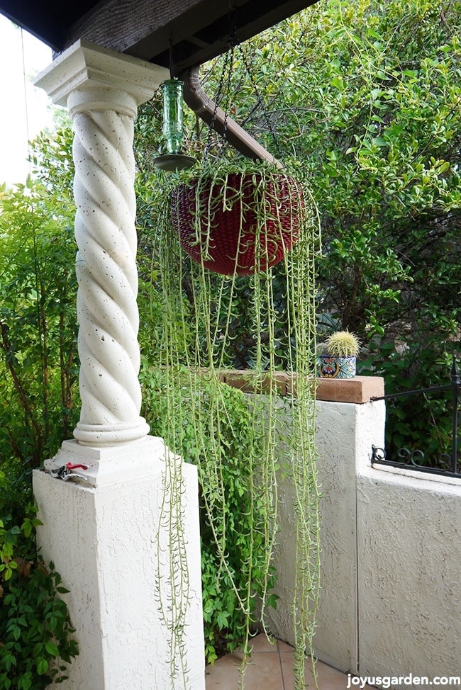 Thử thách sang chậu cây Mọng Nước (Succulents) với chiều dài thân hơn 20cm