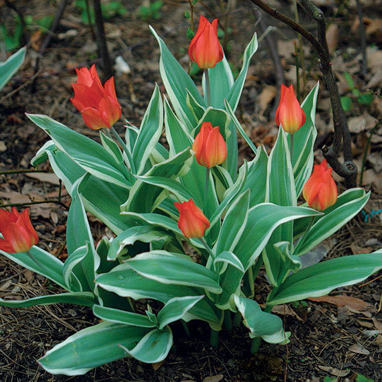 3 - Hoa Tulip - Chi thuc vat Tulipa