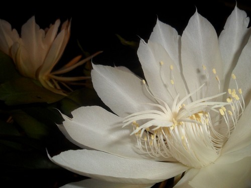 10 Loài hoa nở về đêm đẹp nhất trên thế giới