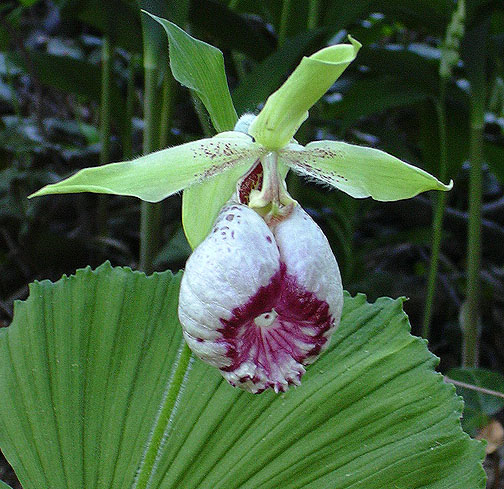 Lan Hài (Slipper Orchids) – Giống Cypripedium (Phần 19)