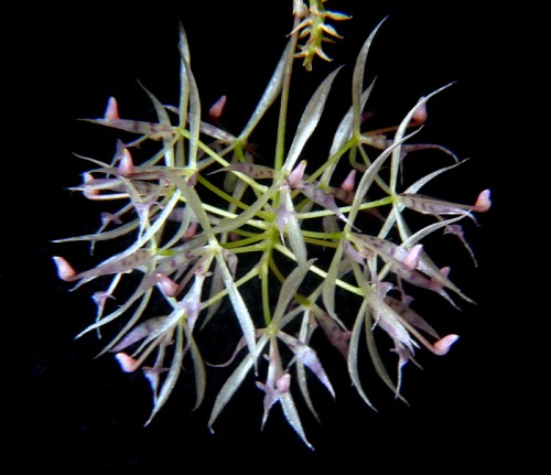Mô tả và cách trồng Hoa Lan Macroclinium