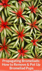 Nhân giống cây dứa cảnh Bromeliads