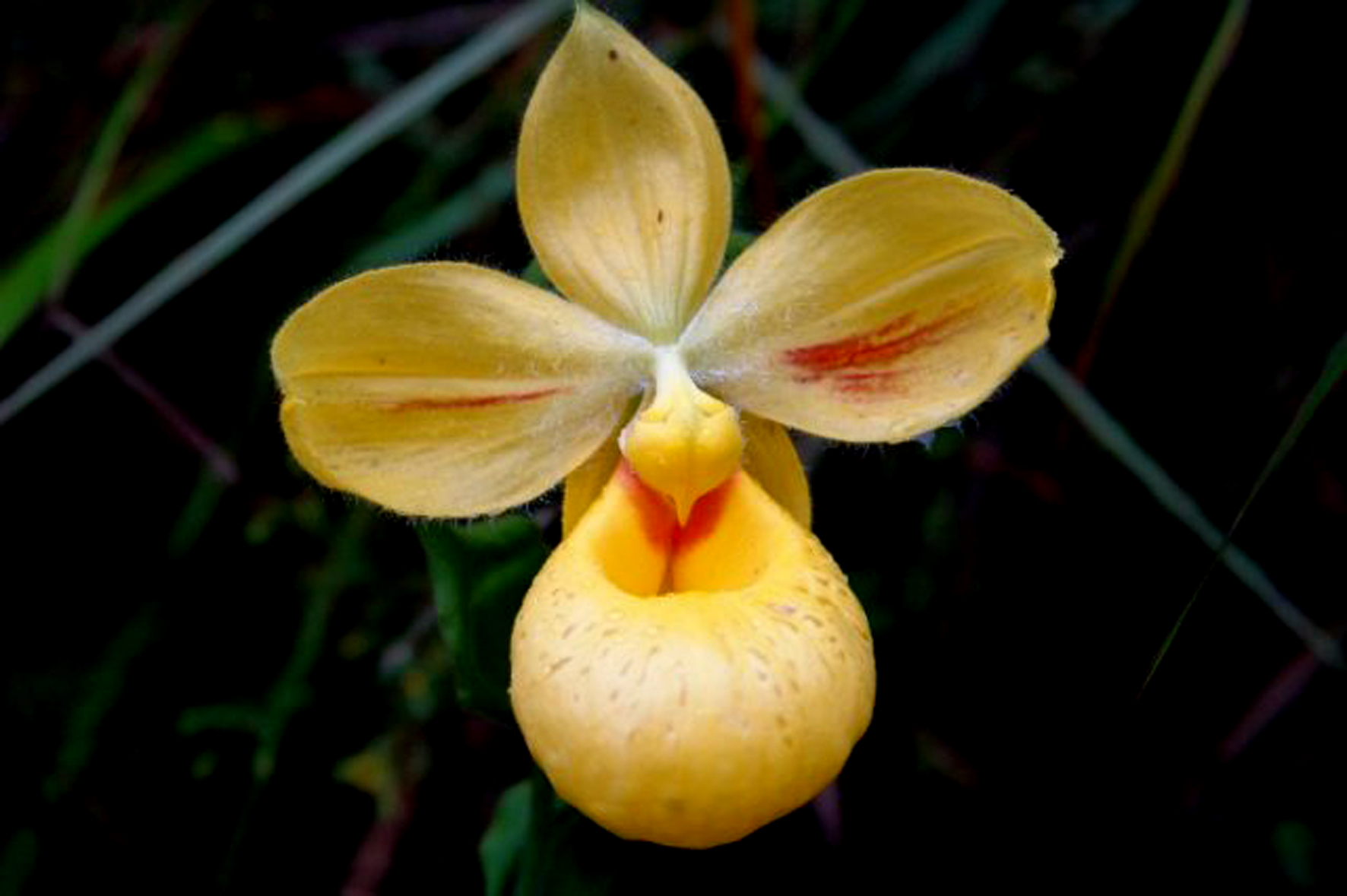 Lan Hài (Slipper Orchids) – Giống Cypripedium (Phần 18)
