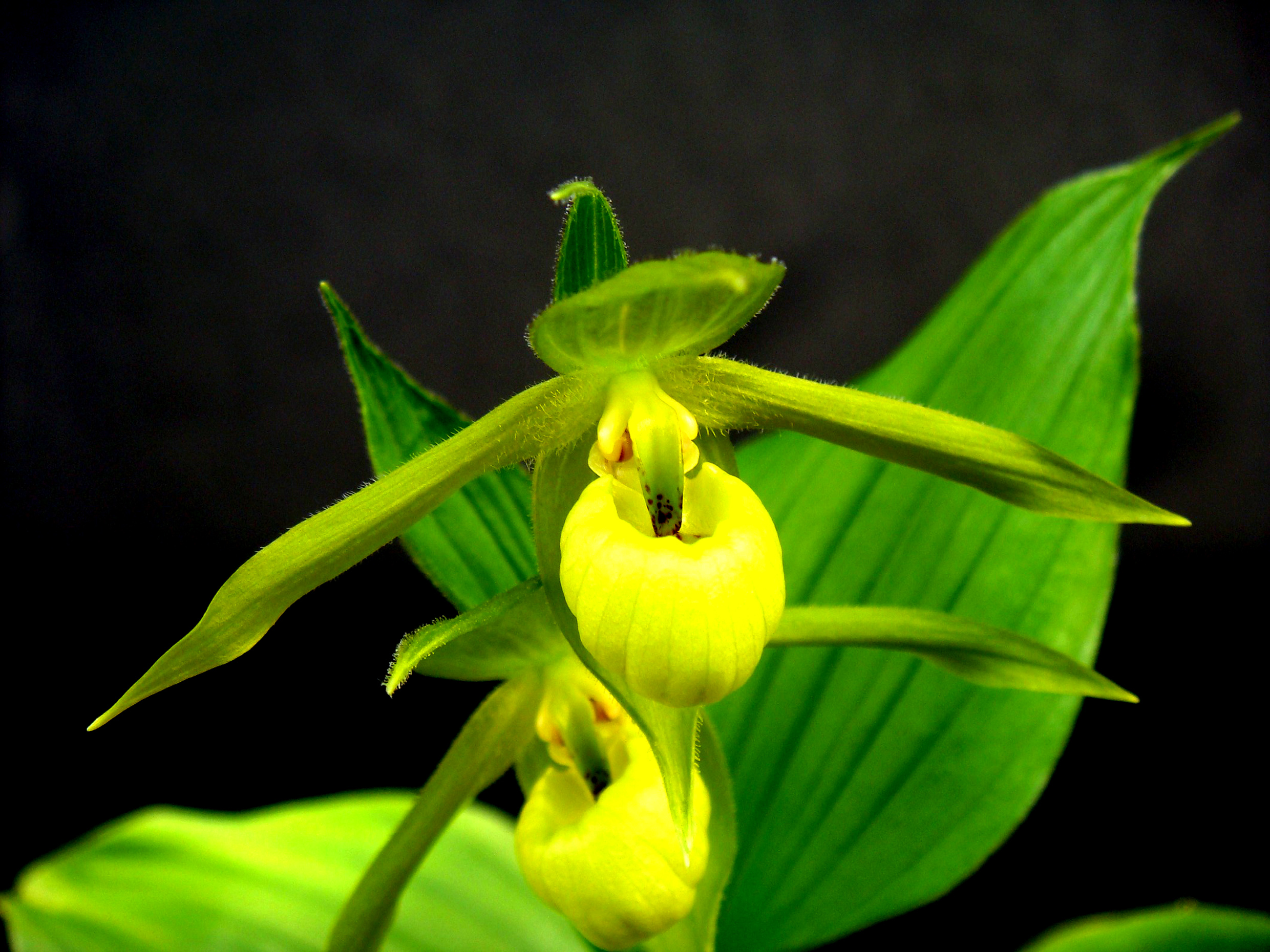 Lan Hài (Slipper Orchids) – Giống Cypripedium (Phần 17)