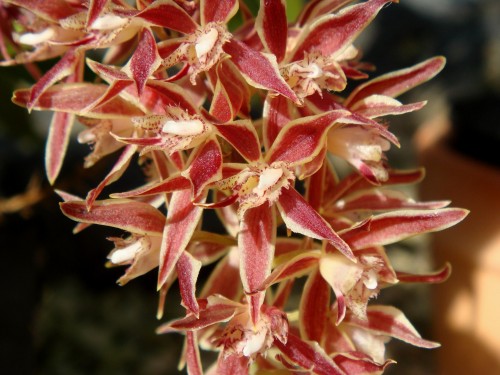 Mô tả và cách trồng Hoa Lan Macradenia