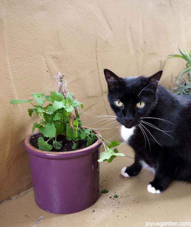 Cách trồng Catnip: Lũ mèo của bạn chắc chắn sẽ thích thú