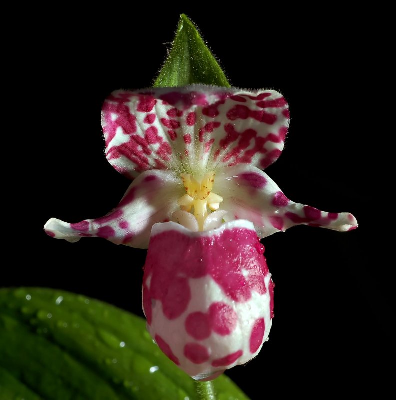 Lan Hài (Slipper Orchids) – Giống Cypripedium (Phần 16)
