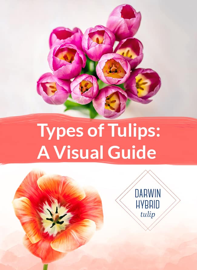 Hướng dẫn trực quan về hoa Tulip