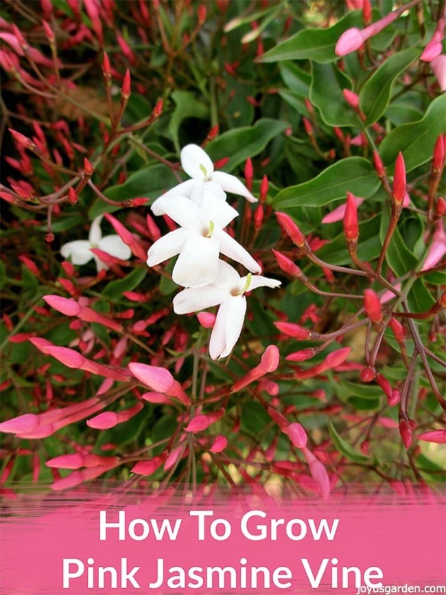 Cách Trồng Pink Jasmine Vine (Hoa Nhài Hồng)