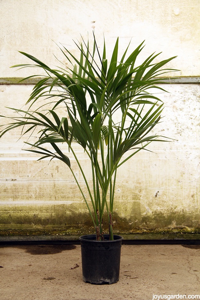 Kentia Palm (Howea forsteriana): Loài cây cảnh chịu được môi trường ánh sáng yếu