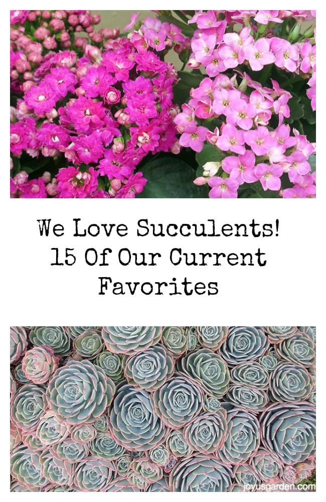 15 loài cây Mọng Nước (Succulents) được yêu thích
