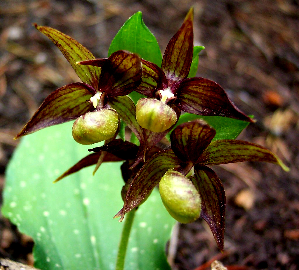 Lan Hài (Slipper Orchids): Giống Cypridedium (Phần 13)