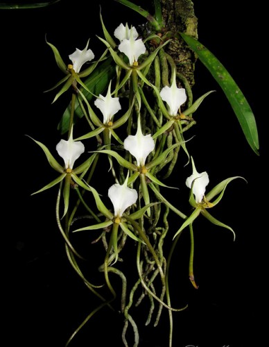 Mô tả và cách trồng Hoa Lan Plectrelminthus.