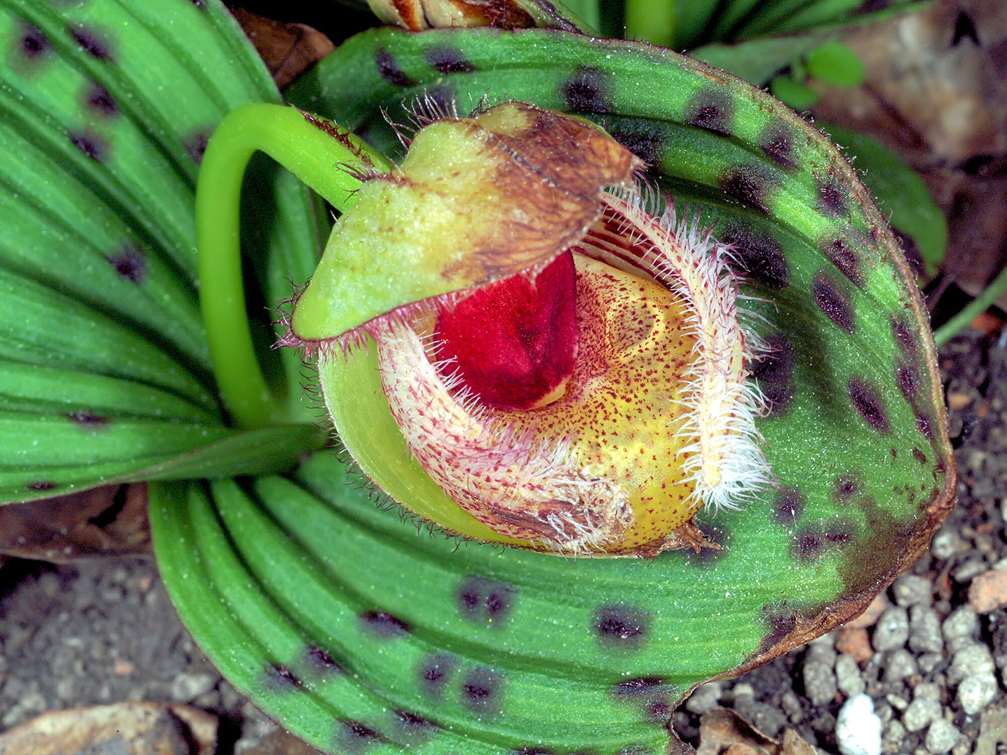 Lan Hài (Slipper Orchids) – Giống Cypripedium (Phần 12)