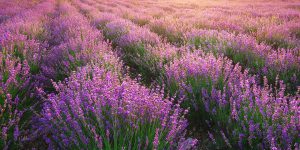 Cách trồng, chăm sóc và thu hoạch hoa Oải Hương (chi Lavandula)