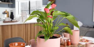 Cách trồng và chăm sóc cây Hồng Môn (Anthurium andreanum)