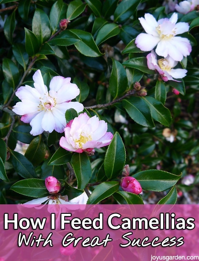Cách chăm sóc cây Camellias (Hoa Trà) thành công rực rỡ
