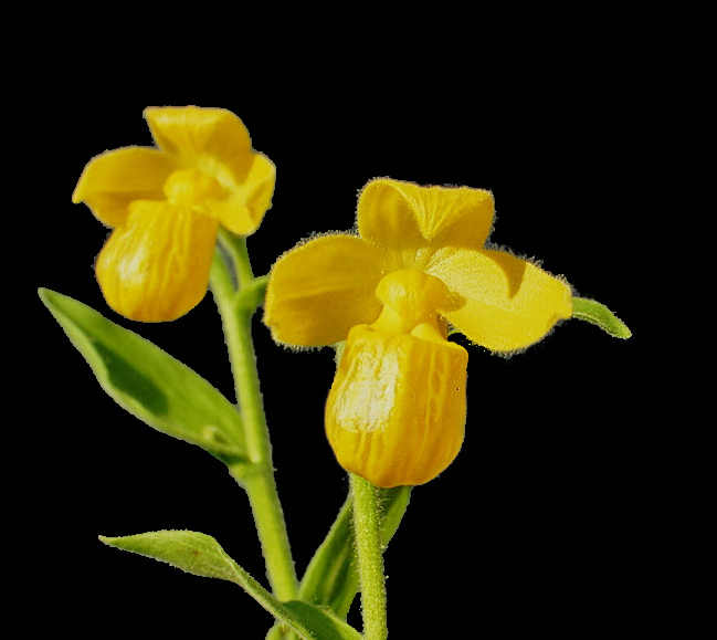 Lan Hài (Slipper Orchids) – Giống Cypripedium (Phần 11)