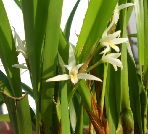 Mô tả và cách trồng Hoa Lan Notylia