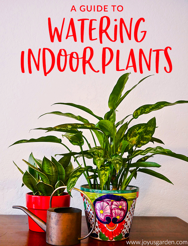 Hướng dẫn tưới cây cảnh trồng trong nhà (Indoor Plants)