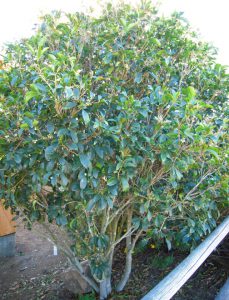 Tôi đã cắt tỉa Quế Hoa (Cây Mộc) như thế nào