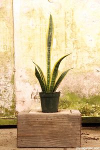 Cây Lưỡi Hổ: cây trồng trong nhà dễ chăm sóc nhưng bền nhất có thể