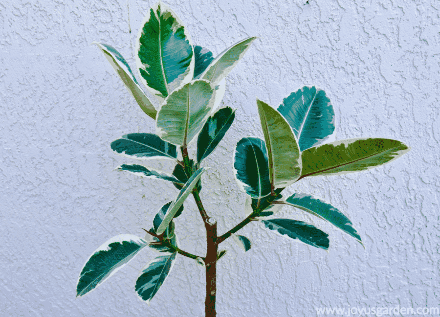 Nhân giống một cây Đa Búp Đỏ (Rubber Plant, Ficus Elastica) bằng cách tách cành