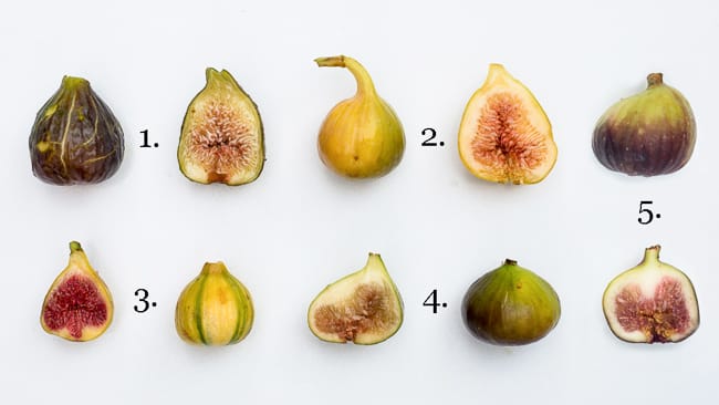 5 loại cây thuộc chi Sung (chi Ficus) gợi ý cho bạn