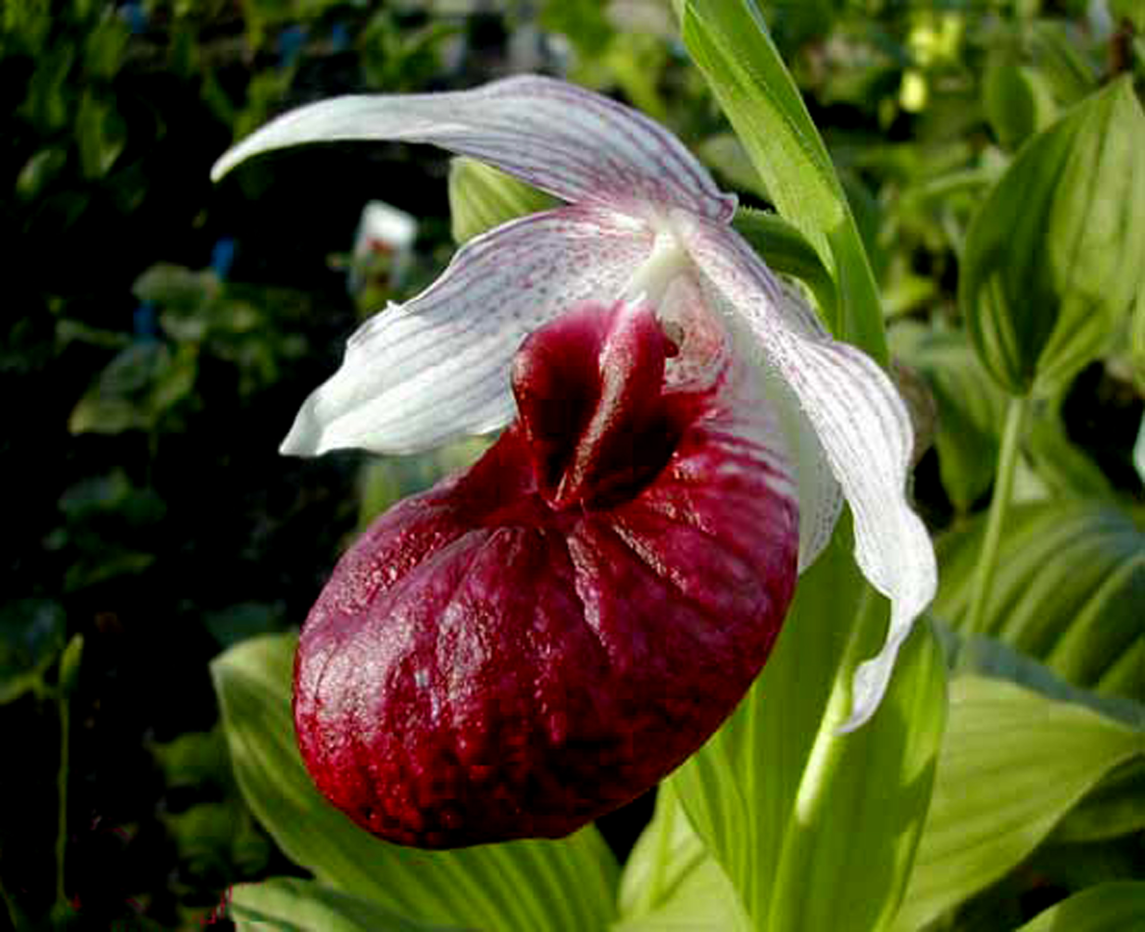 Lan Hài (Slipper Orchids) – Giống Cypripedium (Phần 10)