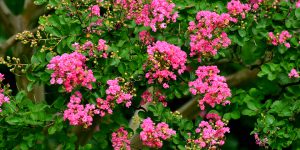 Trồng và chăm sóc cây Hoa Bằng Lăng (Lagerstroemia speciosa)