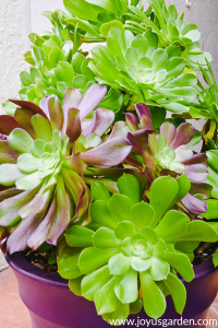 Aeonium arboreum: Cách chăm sóc vô cùng đơn giản