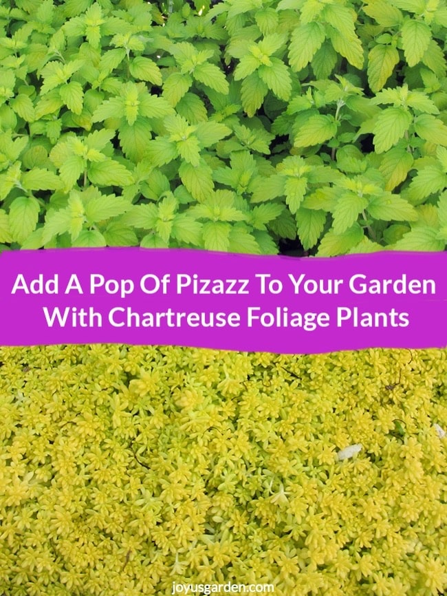 Thêm điểm nhấn vào khu vườn của bạn với những chiếc lá màu Chartreuse
