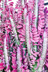 Thay chậu Euphorbia Trigona: Hỗn hợp đất nên dùng và mẹo cần biết